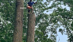 E. Sanchez Tree services