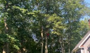 S&E Tree Service