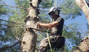 Timber Works Tree Care