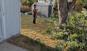 Cherry Tree Services