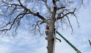 Brazos Valley Tree Services