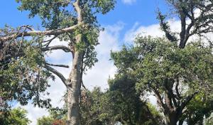 Morales Tree Services