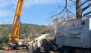 David's Tree Service