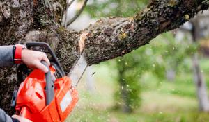 Tree Service Burleson