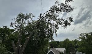 Summit Tree Care Pros.