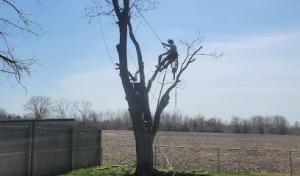 Zerla's Tree Services