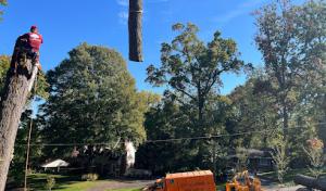 Dos Amigos Tree Experts