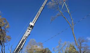Shaffer Tree Services