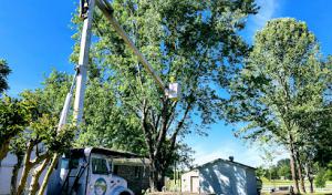 Munoz Tree & Lawn Service