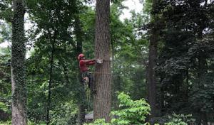 Amazing Tree Services