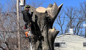 Trinity Tree Service Alexandria