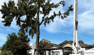 Emerald View Tree Service