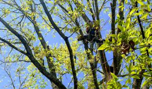 M&J's Bucket Truck & Tree Services