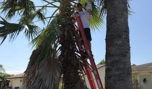 Lumberjack Jim's Tree & Total Property Maintenance