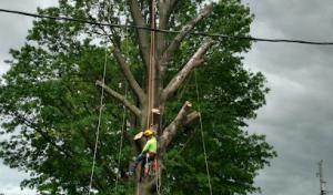 B&G Tree & Landscape