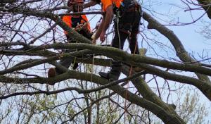 SavATree - Tree Service & Lawn Care