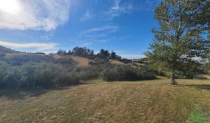 High Prairie Tree & Turf