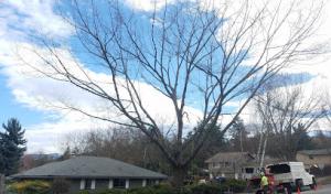 Siskiyou Tree Experts