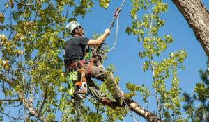 Marty's Tree Service