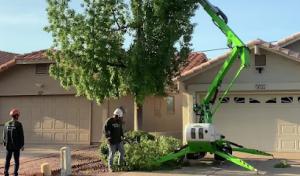 Ivy Tree Service