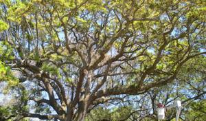 Charleston Stump Stompers & Tree Service