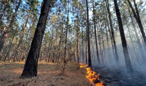 Dawsey Tree & Timber