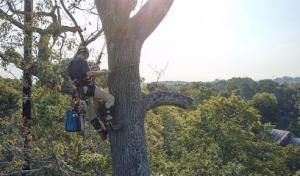 4M Tree Service Charleston