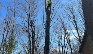 Kristian Tree Service