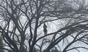 Urban Ape Tree Experts