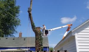 Olivias Tree Service