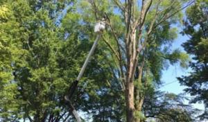 Mike's Tree Service