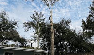 Mission City Arbor Group