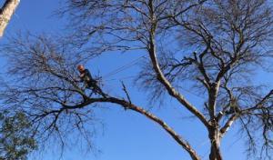 Freedom Tree Service