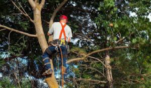 Independence Tree Care