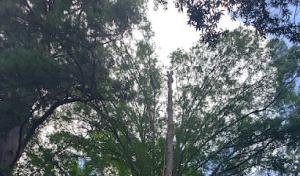 Triangle Tree Services