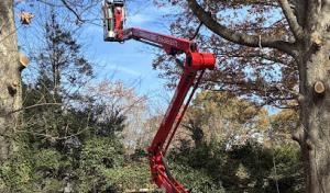 Dawson Tree Service