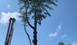 Branching Out Tree Care