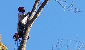 A to Z Tree Service & Excavation