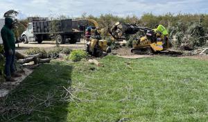 Mendez Brothers Tree Service
