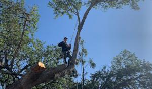 Arbor Master Tree & Landscape