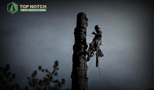 Top Notch Tree Solutions
