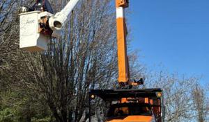 Vazquez Tree Service