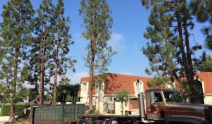Supreme Tree Experts - Huntington Beach Tree Service