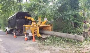 Treemax Expert Tree Service