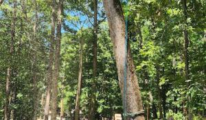 Grist Arbor Services