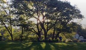 Les Arbres Tree Service & Fine Gardening