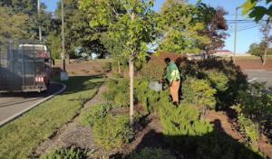 Artistic Tree & Landscape Creations