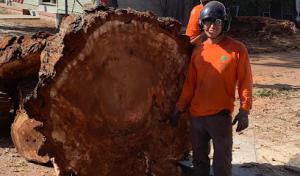 Monticello Tree Service
