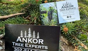 Ankor Tree Experts