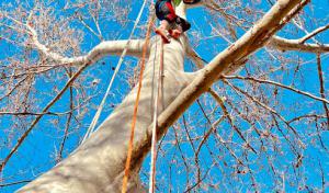 SuperTrees Services Utah